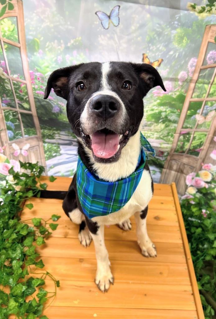 Fren, Adoptable, Young Male Labrador Retriever.