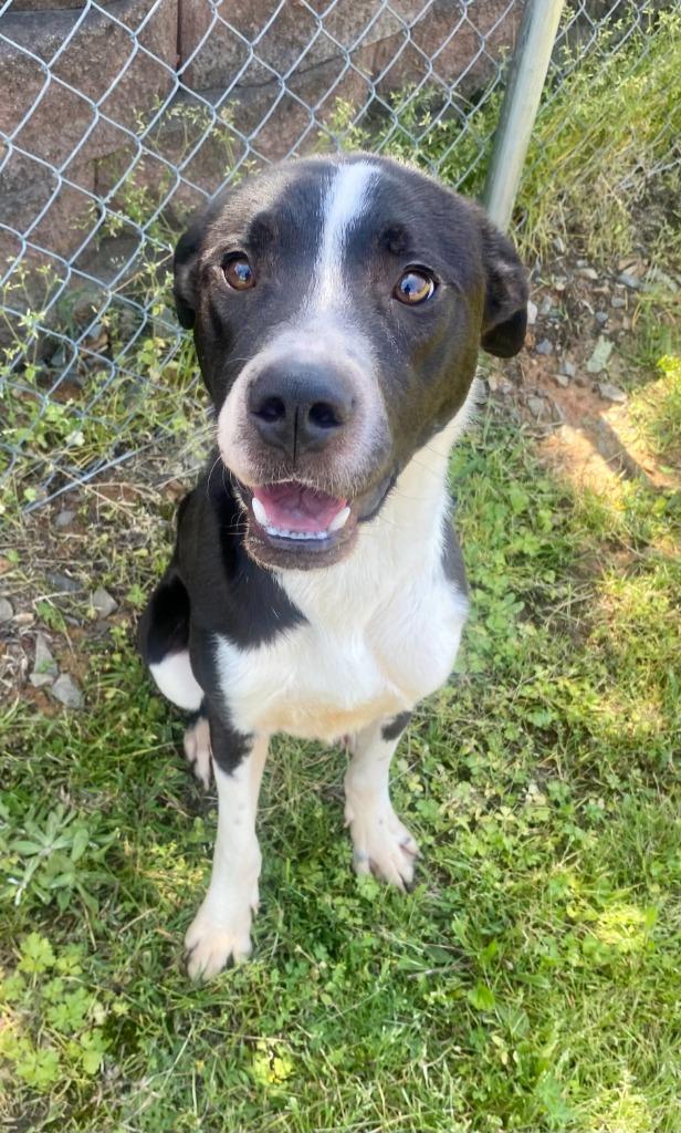 Enlarge Fren, a Adoptable mixed breed in Bryant, AR image 2/4