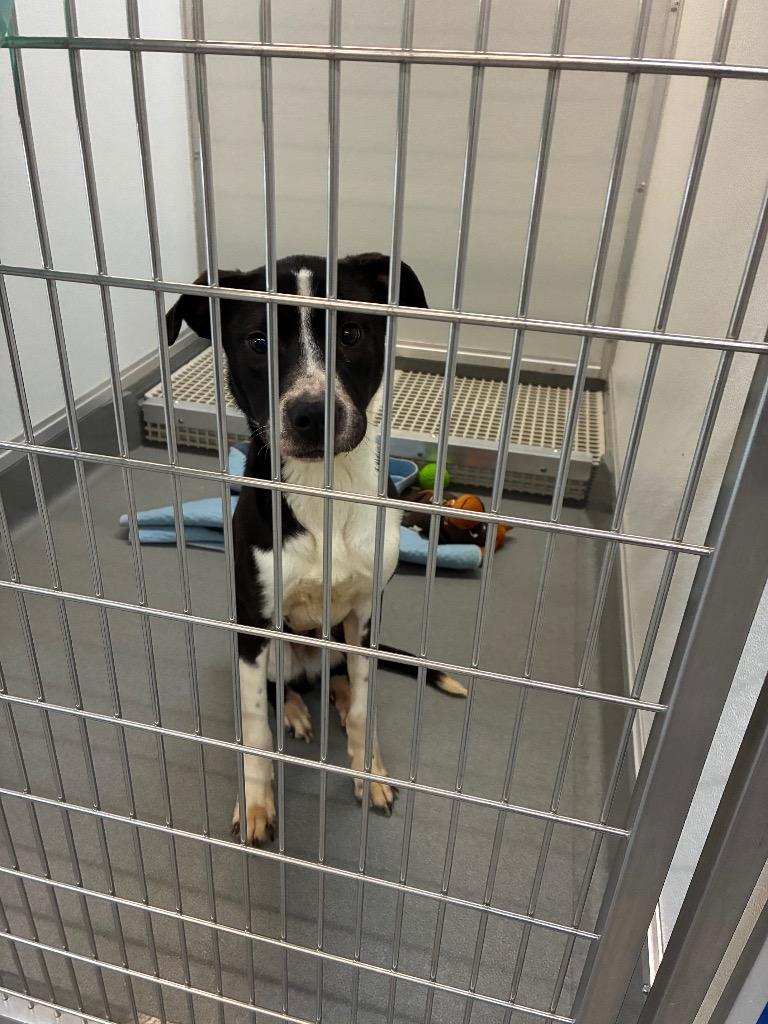 Enlarge Fren, a Adoptable mixed breed in Bryant, AR image 3/4