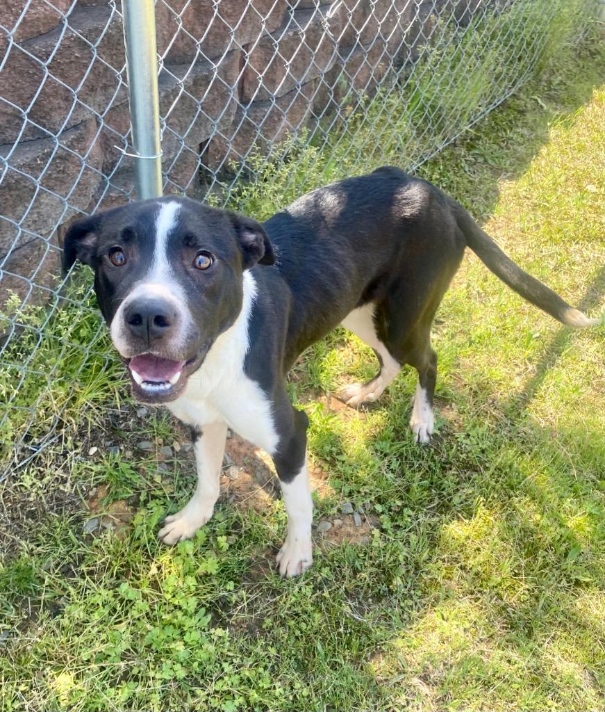 Enlarge Fren, a Adoptable mixed breed in Bryant, AR image 4/4