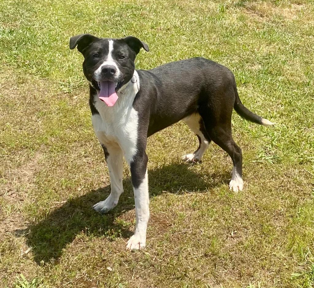 Enlarge Fren, a Adoptable mixed breed in Bryant, AR image 5/5