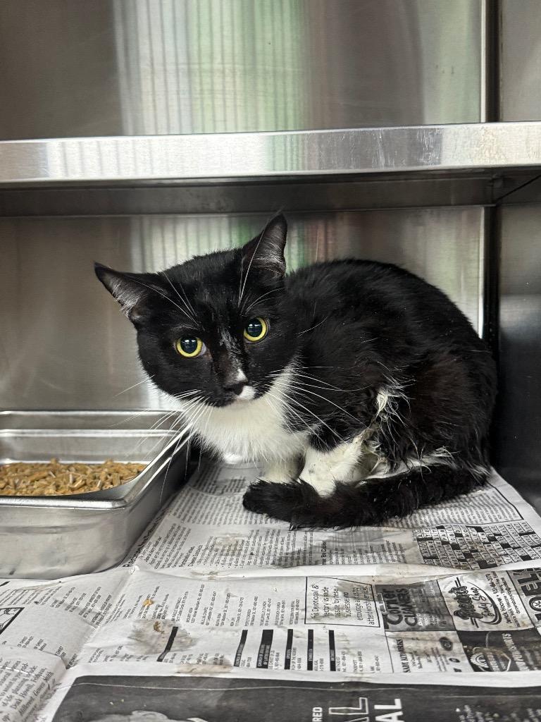 Enlarge Oreo, a Adoptable mixed breed in Shelbyville, TN image 1/1