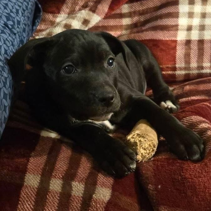 Charlotte, a Adoptable mixed breed in McHenry, IL image 2/2