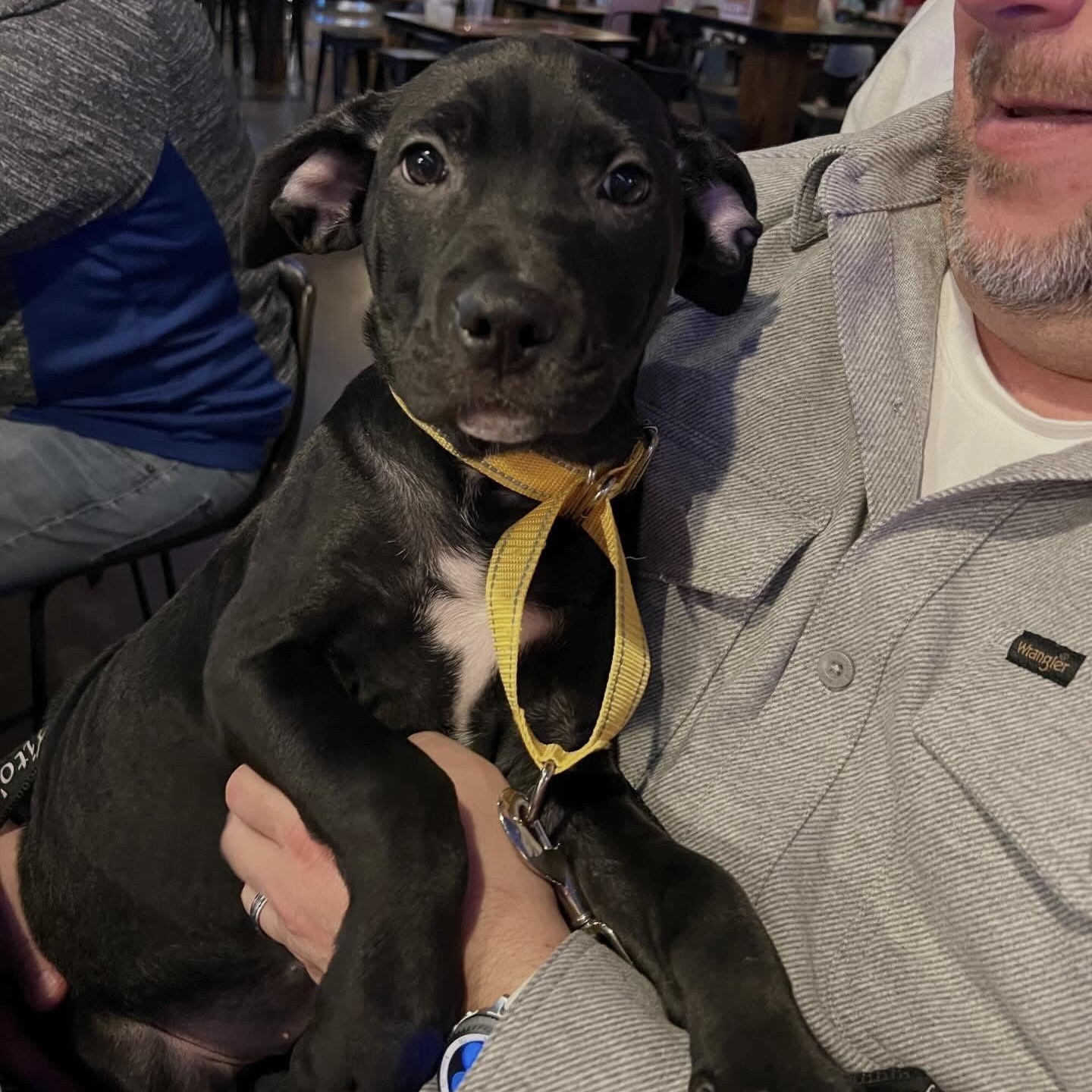 Charlotte, Adoptable, Puppy Female Labrador Retriever.