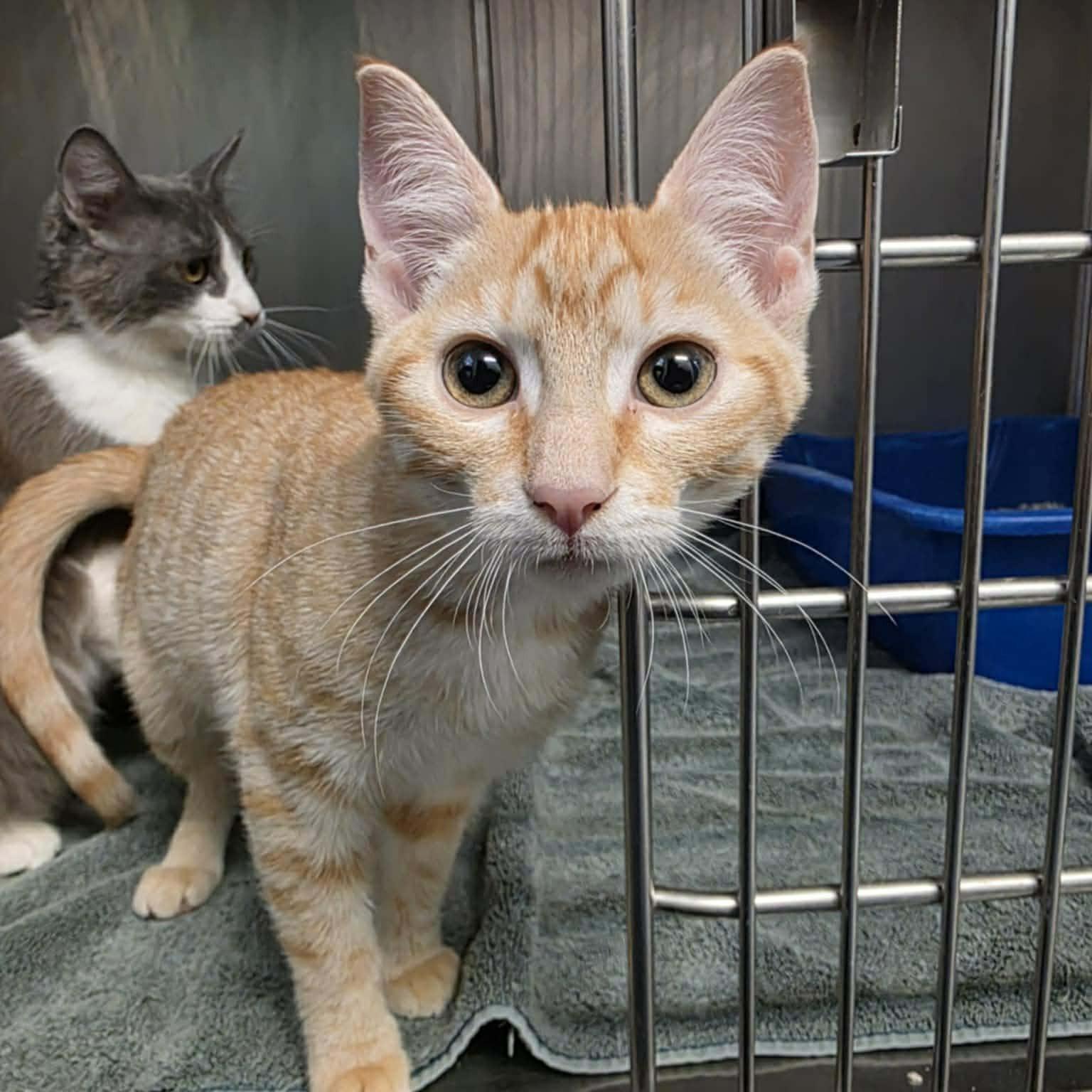 Enlarge Letty, a ADOPTABLE Domestic Short Hair in Umatilla, FL image 2/2