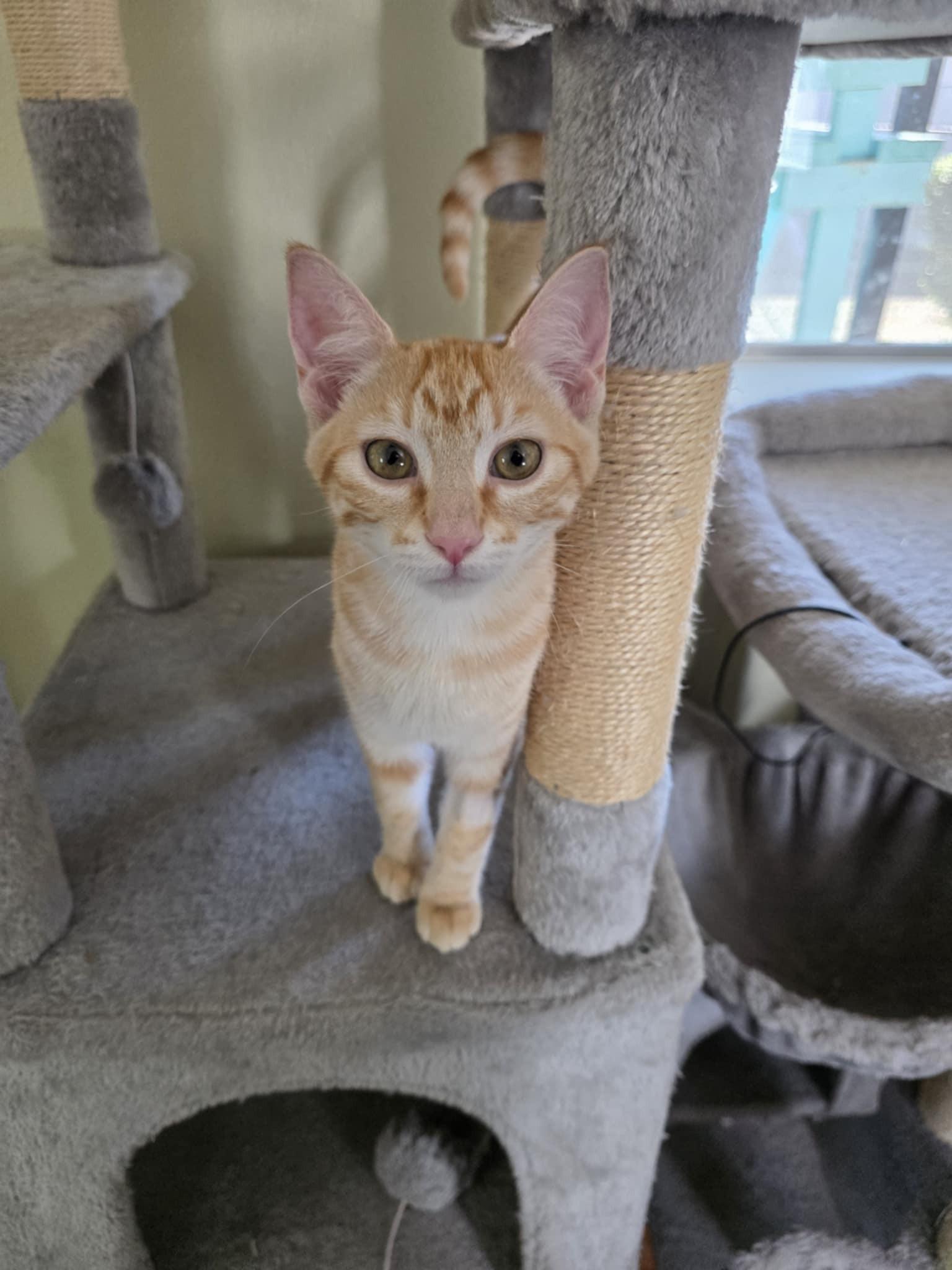 Enlarge Letty, a ADOPTABLE Domestic Short Hair in Umatilla, FL image 1/2