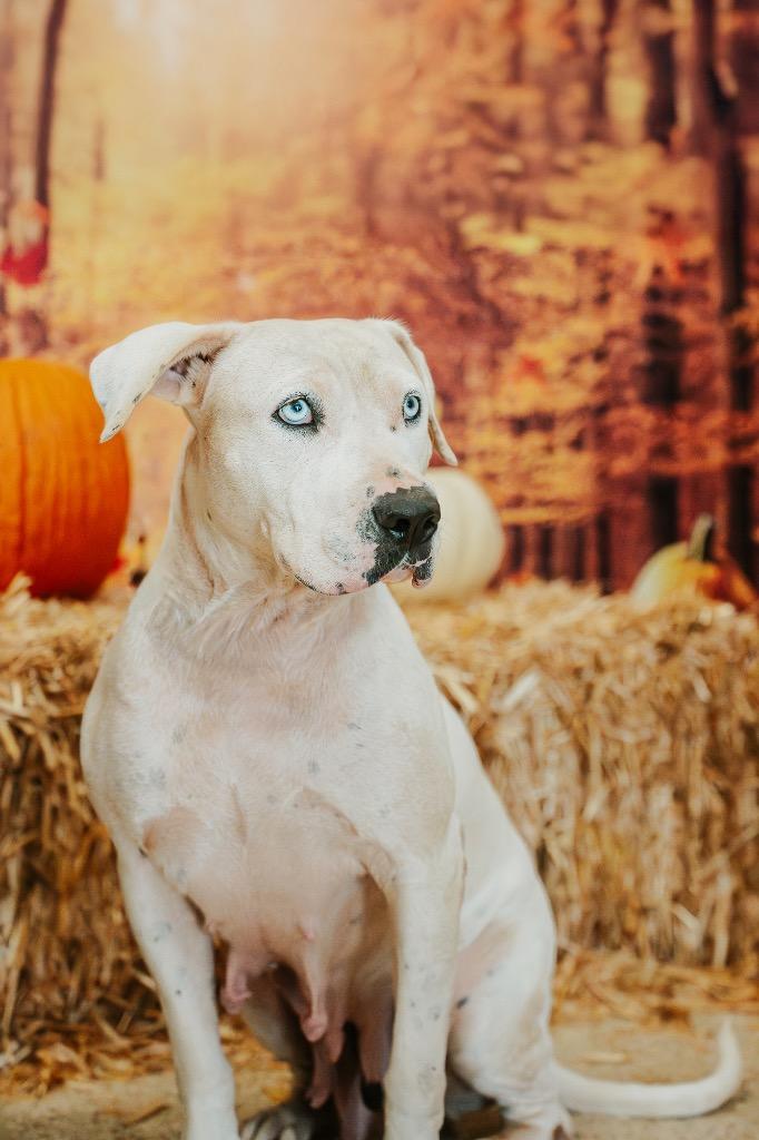 Halle Girl, a Adoptable mixed breed in Newberg, OR image 1/4