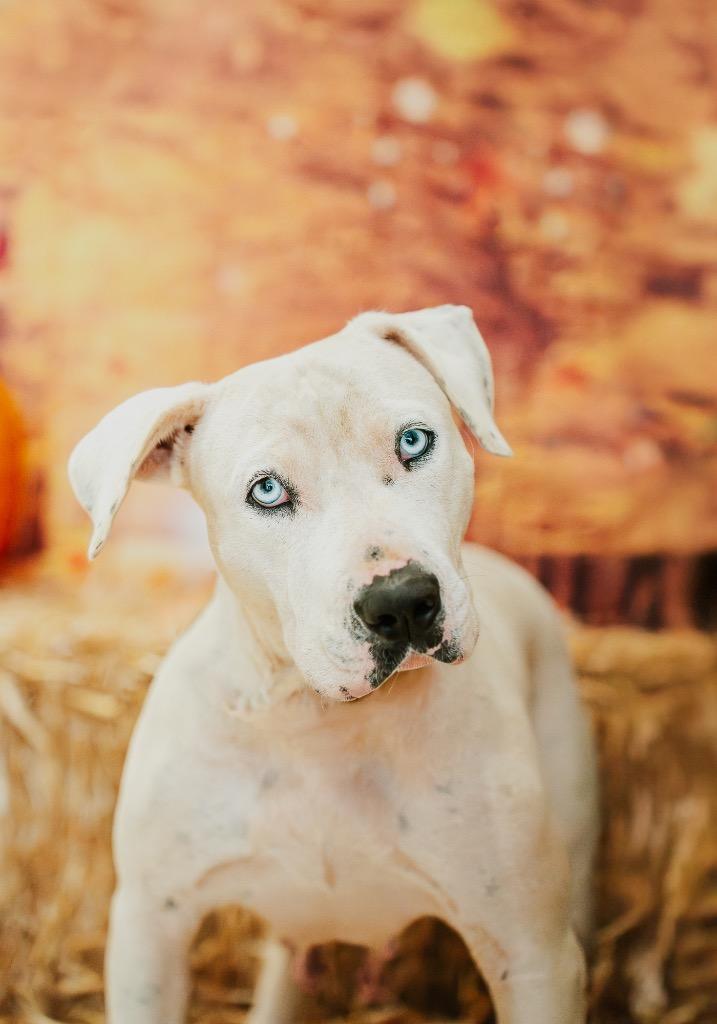 Halle Girl, Adoptable, Adult Female Pit Bull Terrier & Mixed Breed.