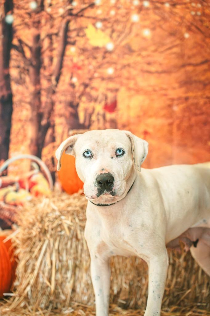 Enlarge Halle Girl - Sponsored by Major Ball, a Adoptable mixed breed in Newberg, OR image 2/4