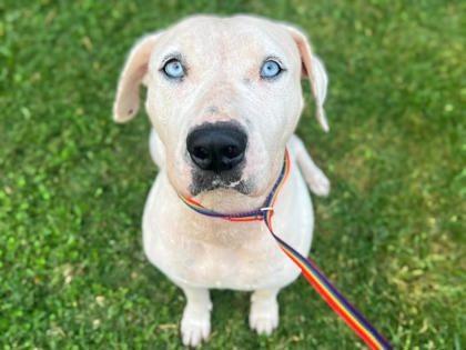 Halle Girl, a Adoptable mixed breed in Newberg, OR image 4/4