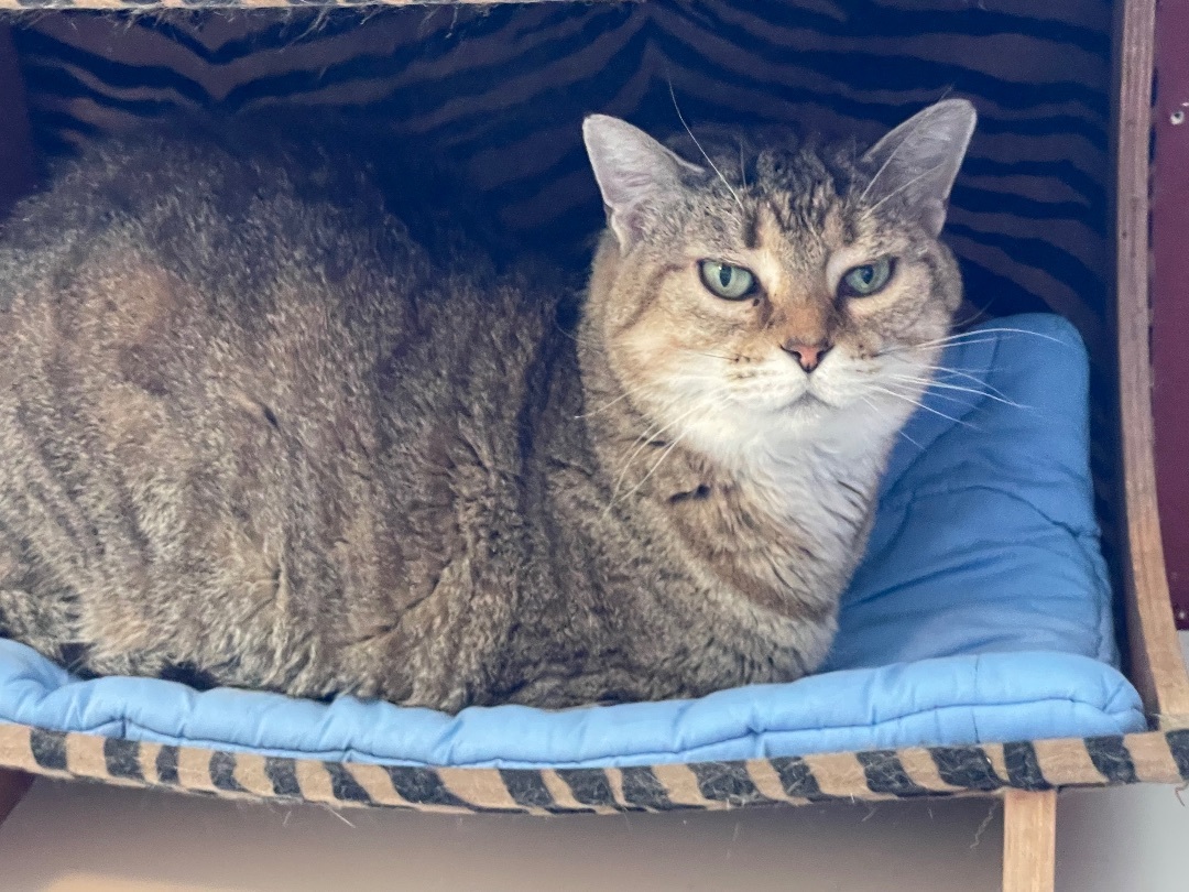 Willow, a Adoptable mixed breed in Lacon, IL image 1/4