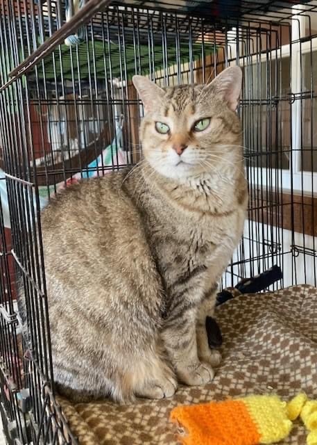 Willow, a Adoptable mixed breed in Lacon, IL image 2/4