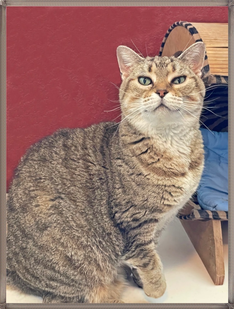 Willow, a Adoptable mixed breed in Lacon, IL image 3/4