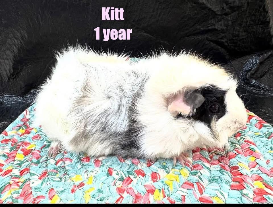 Enlarge Kitt, an adopted Abyssinian in Red Oak, IA image 1/1