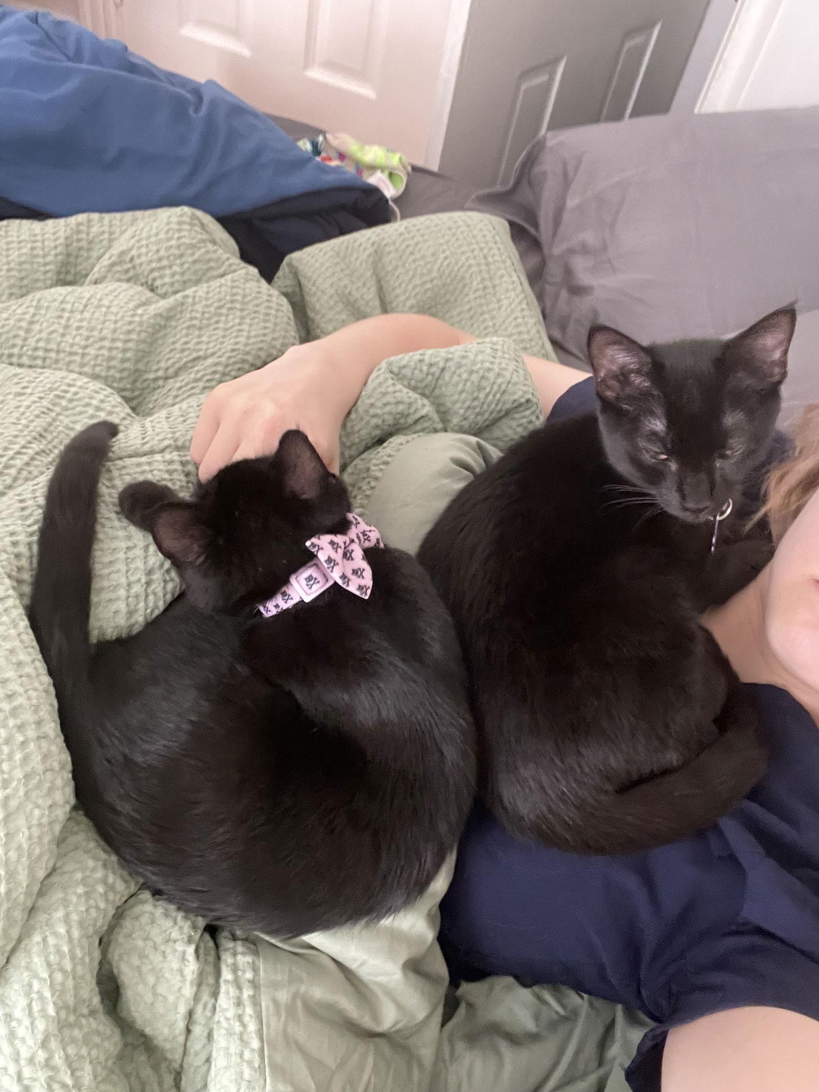 Arson and Juniper, a Adoptable mixed breed in Hockessin, DE image 1/3