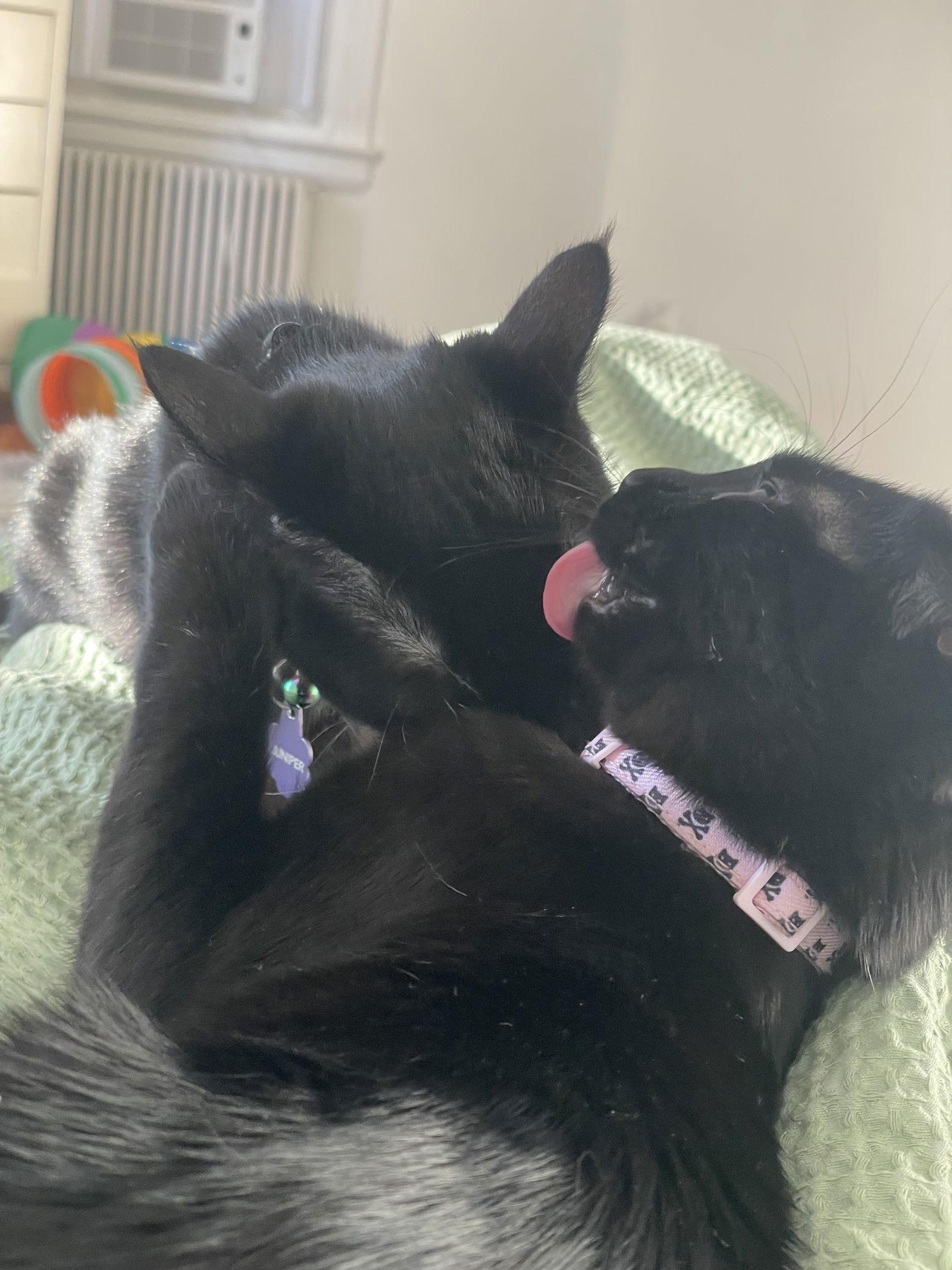 Arson and Juniper, a Adoptable mixed breed in Hockessin, DE image 2/3