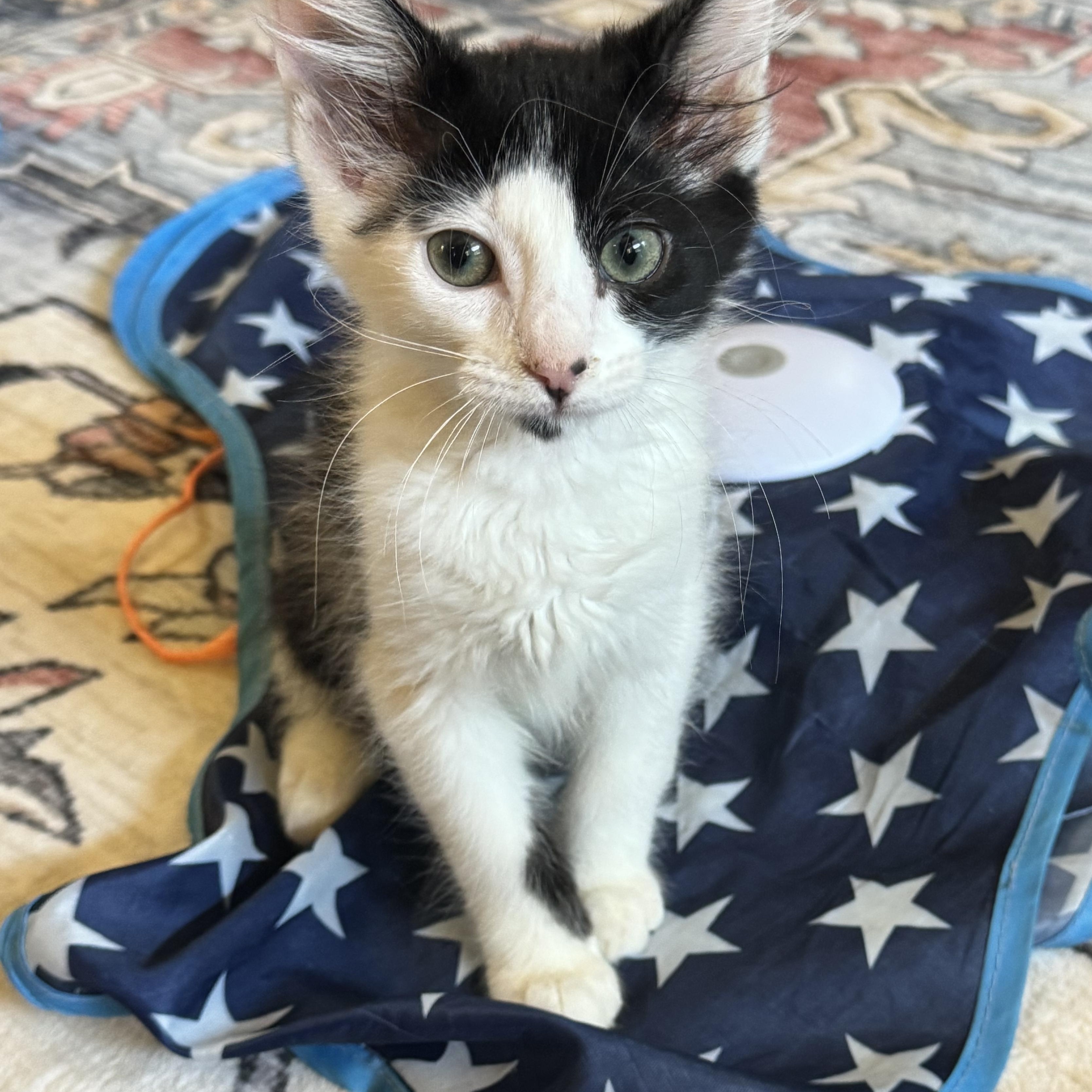 Sabine, ADOPTABLE, Kitten Female Tuxedo.