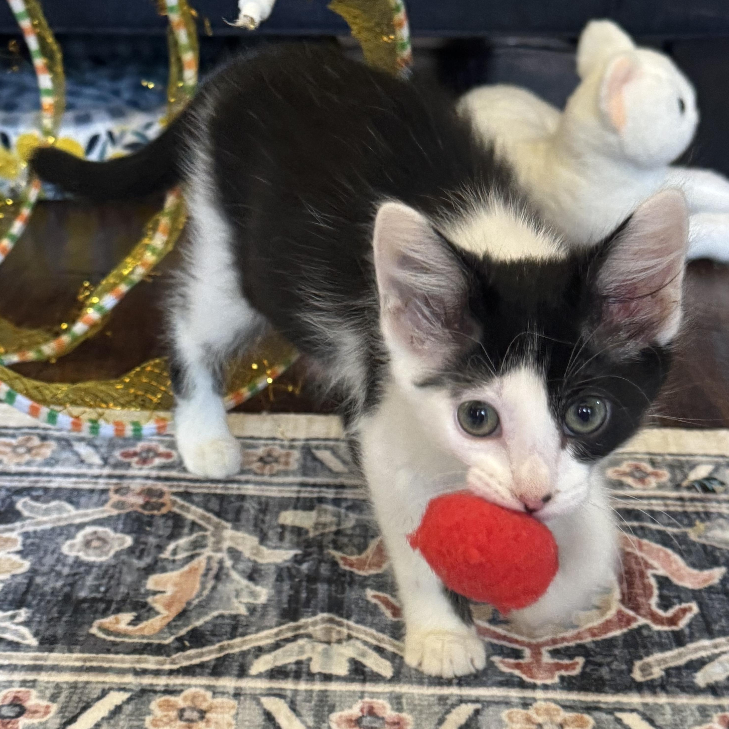 Enlarge Sabine, a ADOPTABLE Tuxedo in Pasco, WA image 4/6