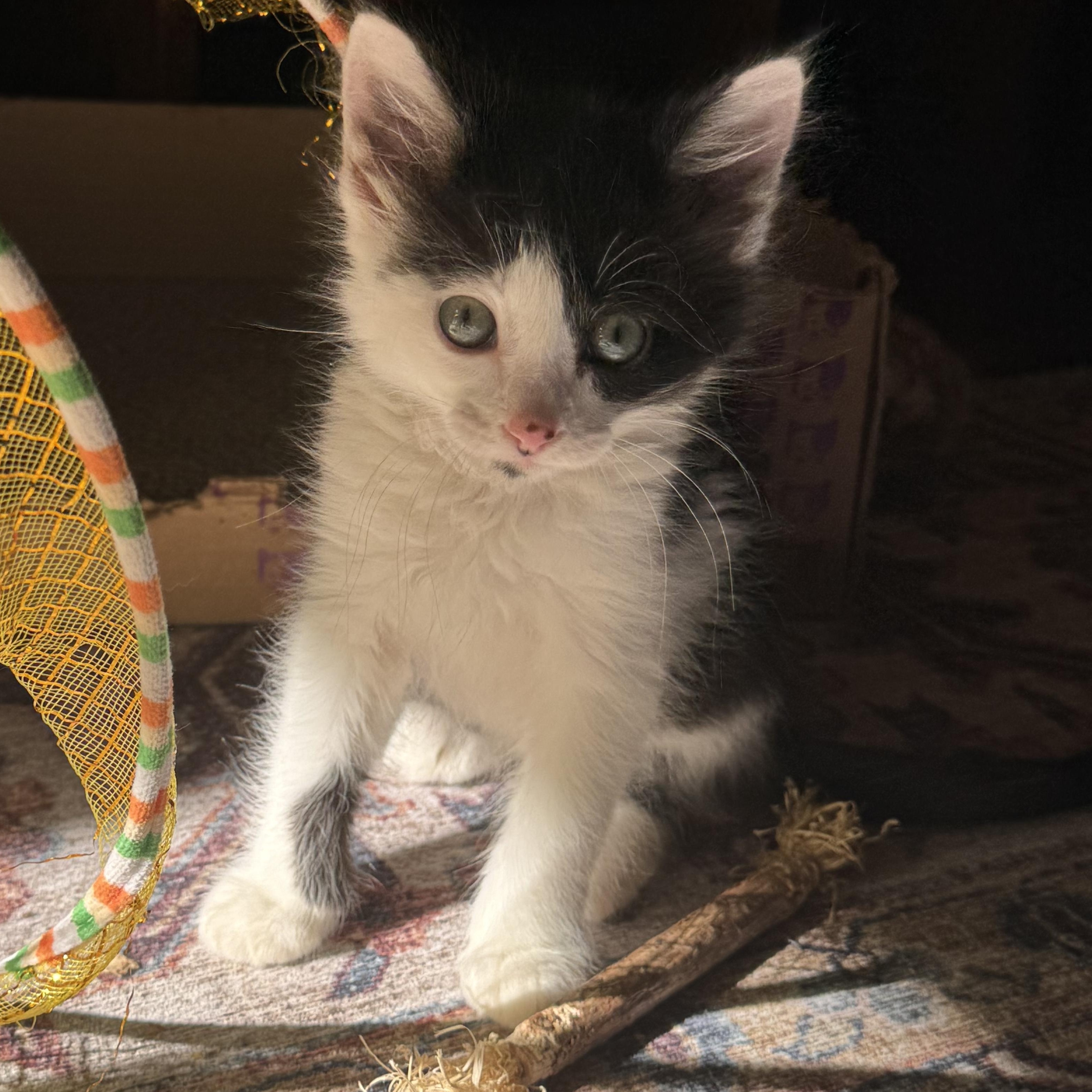 Enlarge Sabine, a ADOPTABLE Tuxedo in Pasco, WA image 2/6