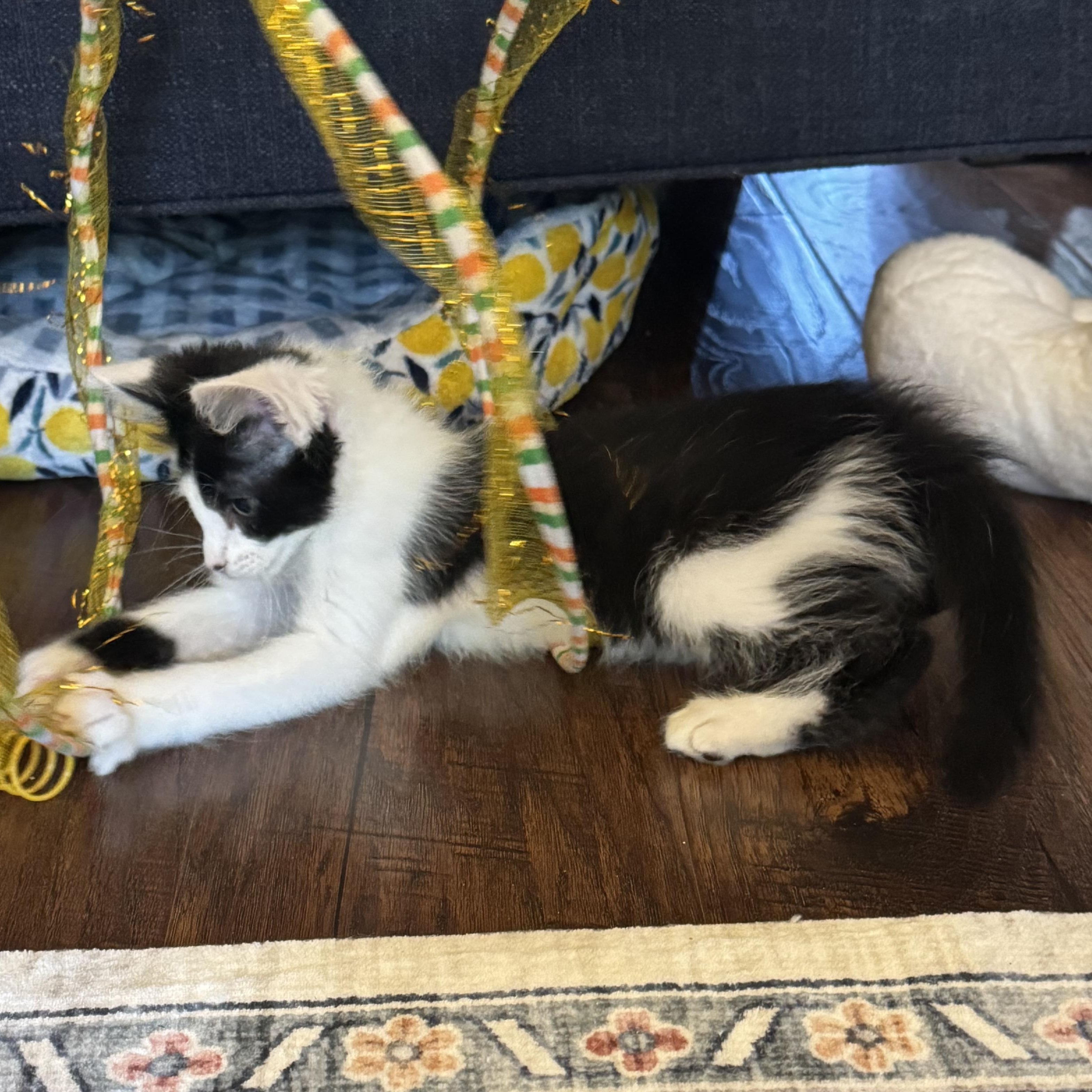 Enlarge Sabine, a ADOPTABLE Tuxedo in Pasco, WA image 5/6