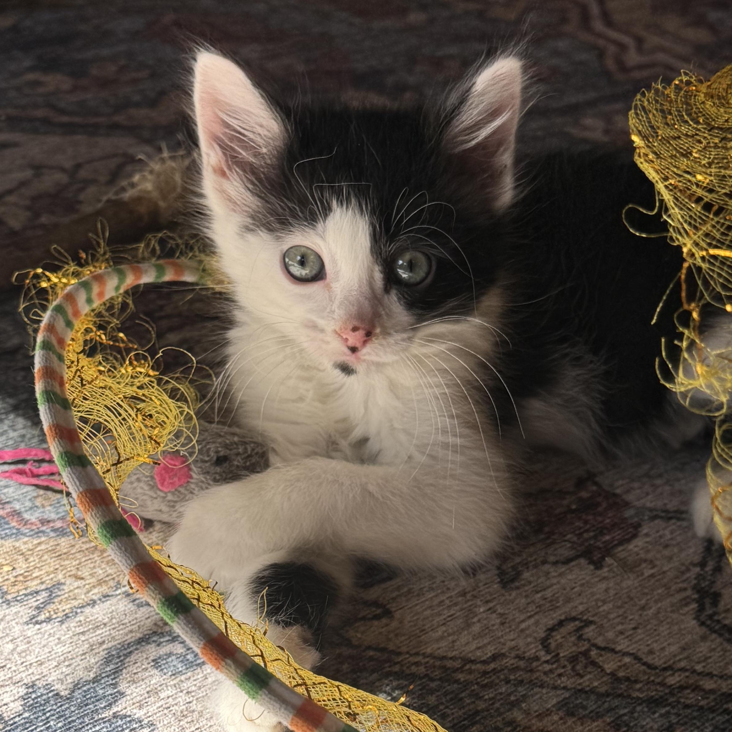 Enlarge Sabine, a ADOPTABLE Tuxedo in Pasco, WA image 3/6