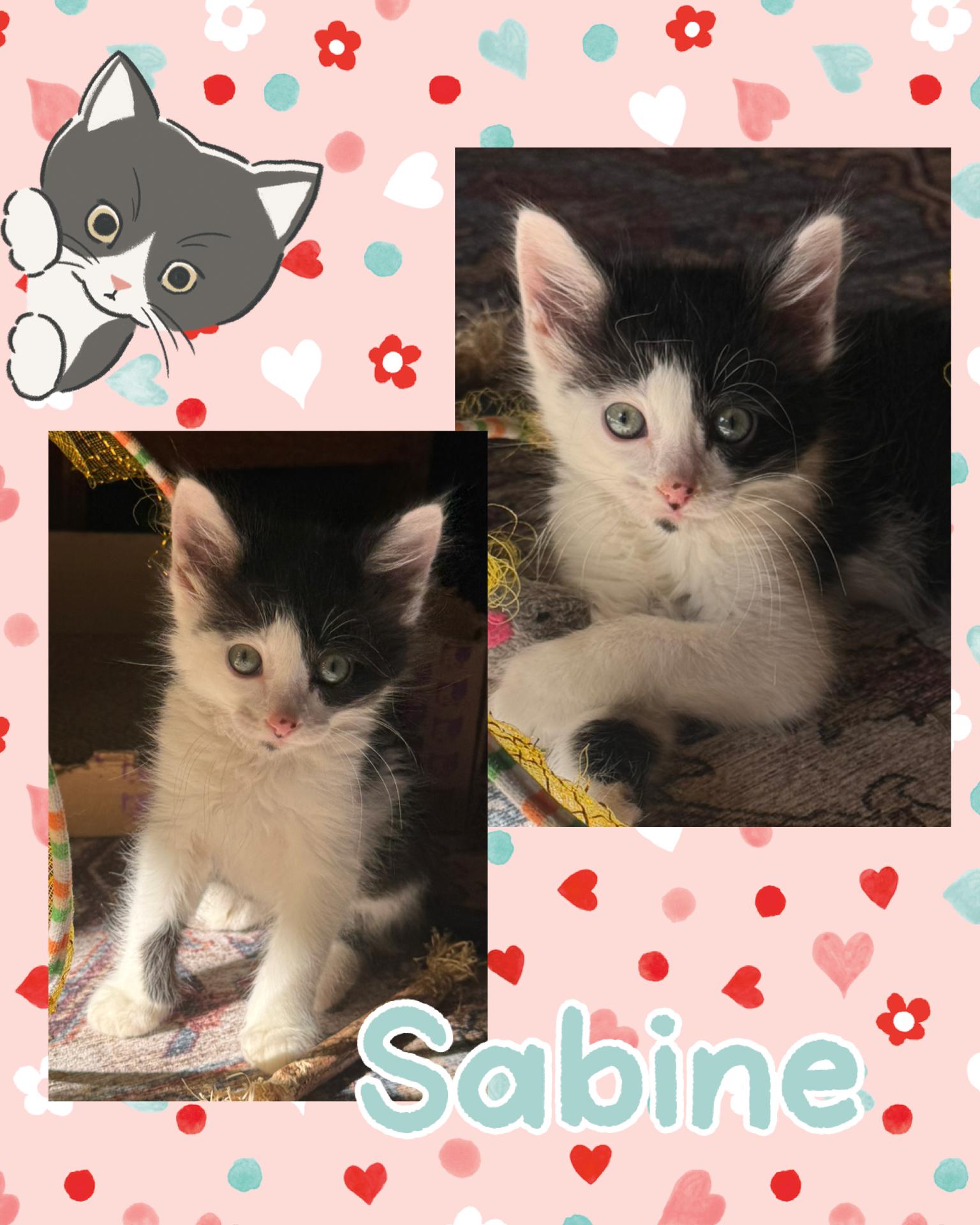 Sabine, ADOPTABLE, Kitten Female Tuxedo.