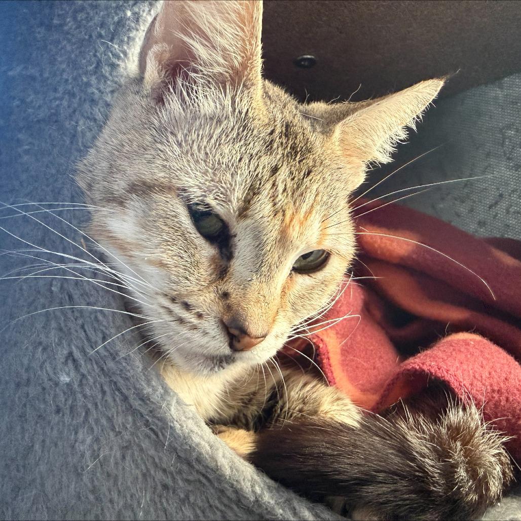 Enlarge Kazooie, a Adoptable Domestic Short Hair in Edwardsville, IL image 1/5