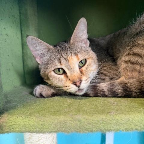 Enlarge Kazooie, a Adoptable Domestic Short Hair in Edwardsville, IL image 2/6