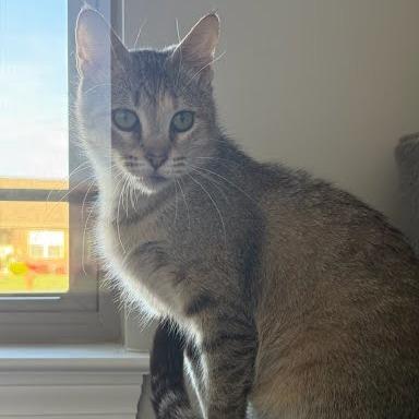 Enlarge Kazooie, a Adoptable Domestic Short Hair in Edwardsville, IL image 2/5