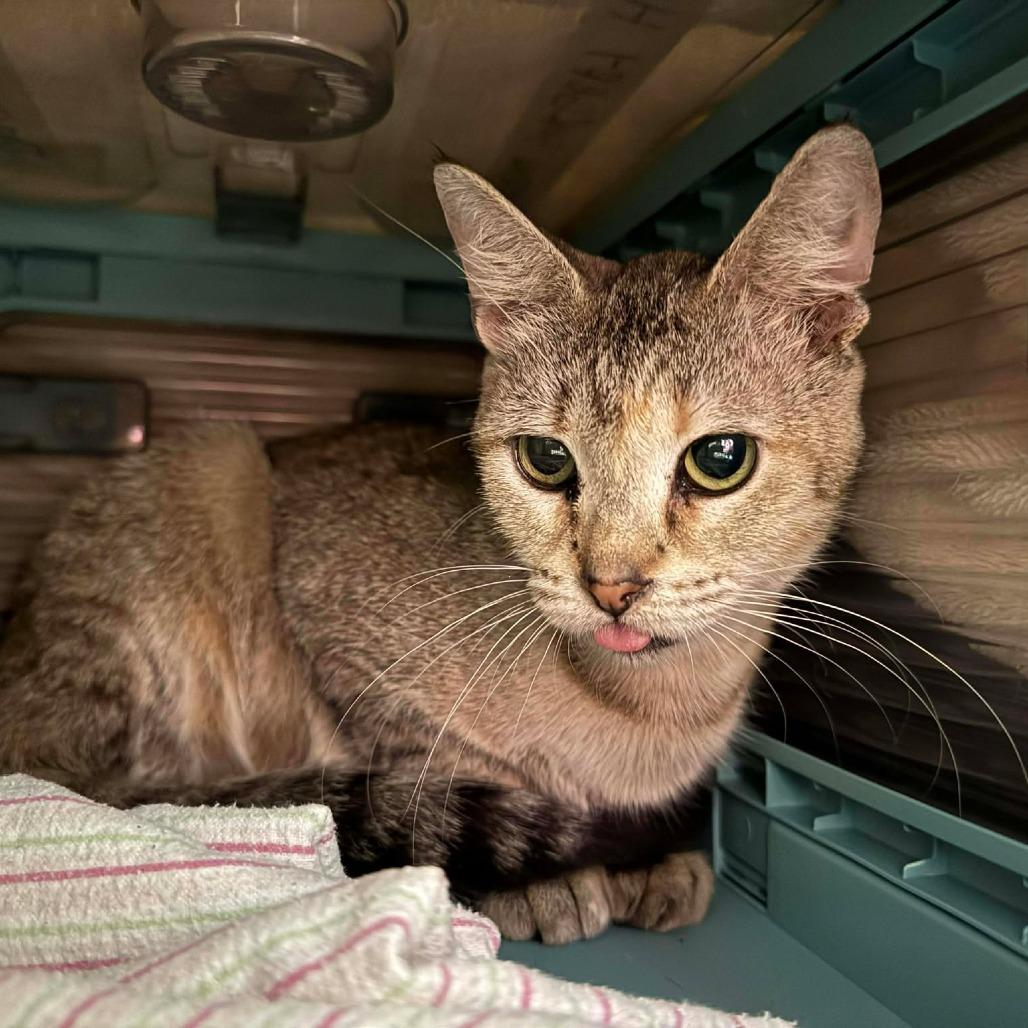 Enlarge Kazooie, a Adoptable Domestic Short Hair in Edwardsville, IL image 3/5