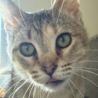 Enlarge Kazooie, a Adoptable Domestic Short Hair in Edwardsville, IL image 4/5