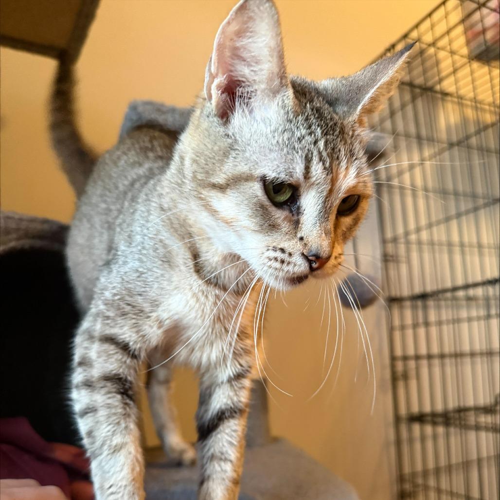 Enlarge Kazooie, a Adoptable Domestic Short Hair in Edwardsville, IL image 5/5