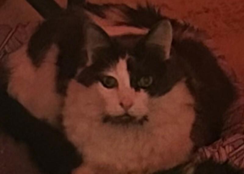 Mellow, Adoptable, Adult Male Domestic Short Hair.