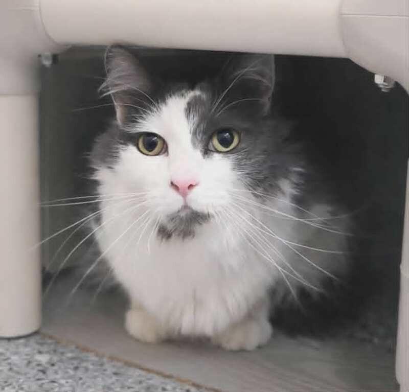 Enlarge Mellow, a Adoptable Domestic Short Hair in Fruit Heights, UT image 2/3