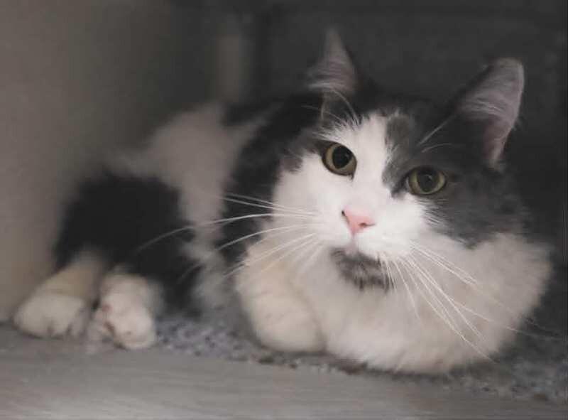 Enlarge Mellow, a Adoptable Domestic Short Hair in Fruit Heights, UT image 3/3