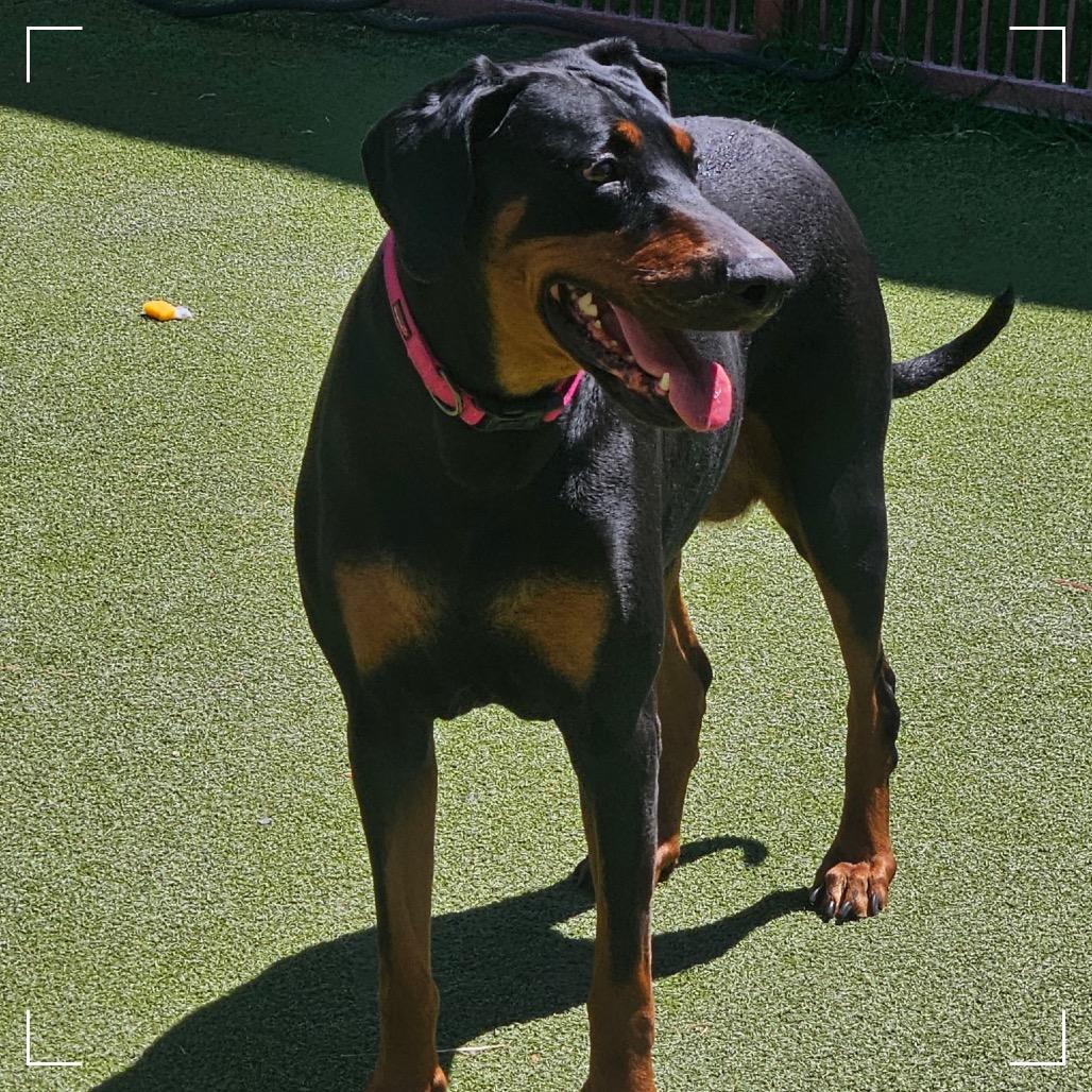 Enlarge THELMA, a Adoptable Doberman Pinscher in Upland, CA image 1/5