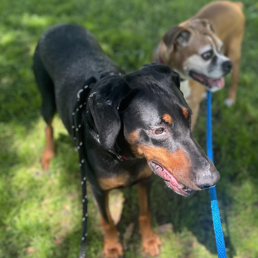 Enlarge THELMA, a Adoptable Doberman Pinscher in Upland, CA image 2/5