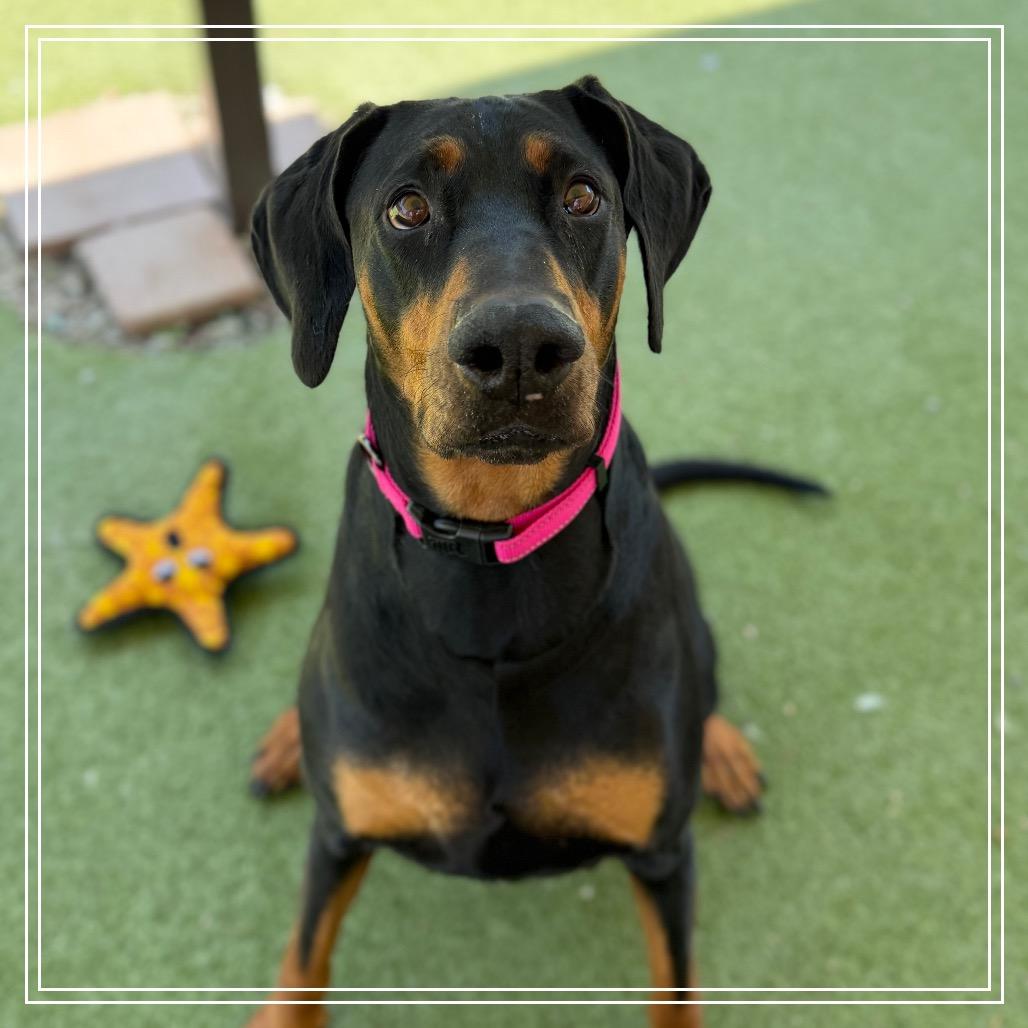 Enlarge THELMA, a Adoptable Doberman Pinscher in Upland, CA image 3/5