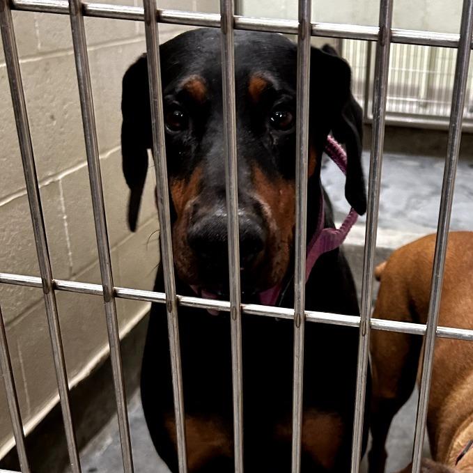 Enlarge THELMA, a Adoptable Doberman Pinscher in Upland, CA image 4/5