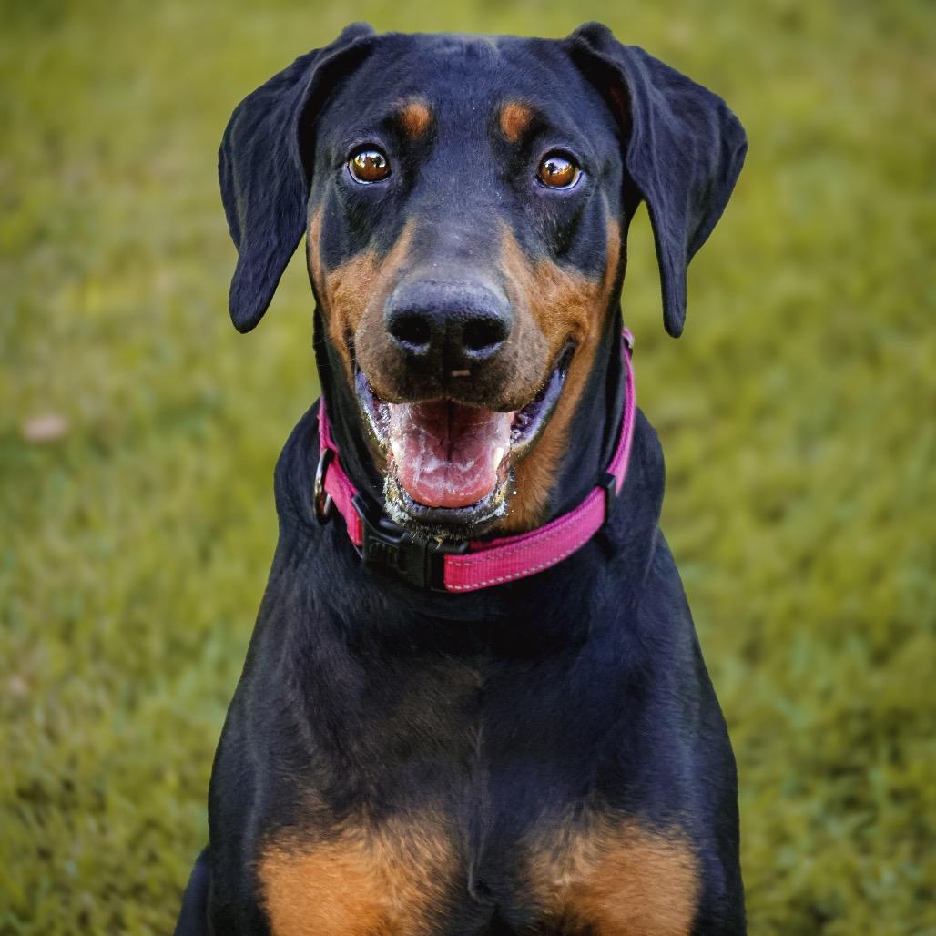 Enlarge THELMA, a Adoptable Doberman Pinscher in Upland, CA image 5/5