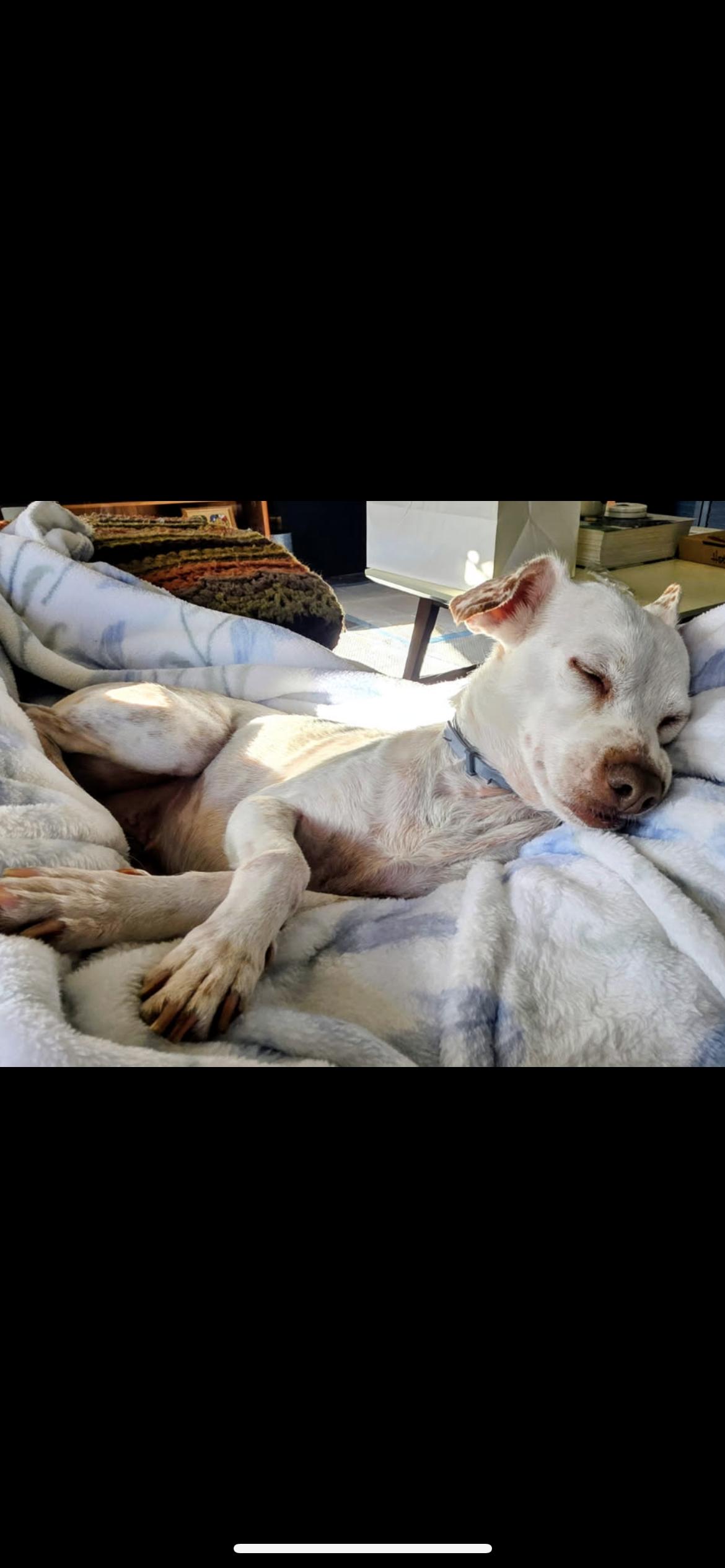 Enlarge Sam, a Adoptable mixed breed in Hamden, CT image 6/6