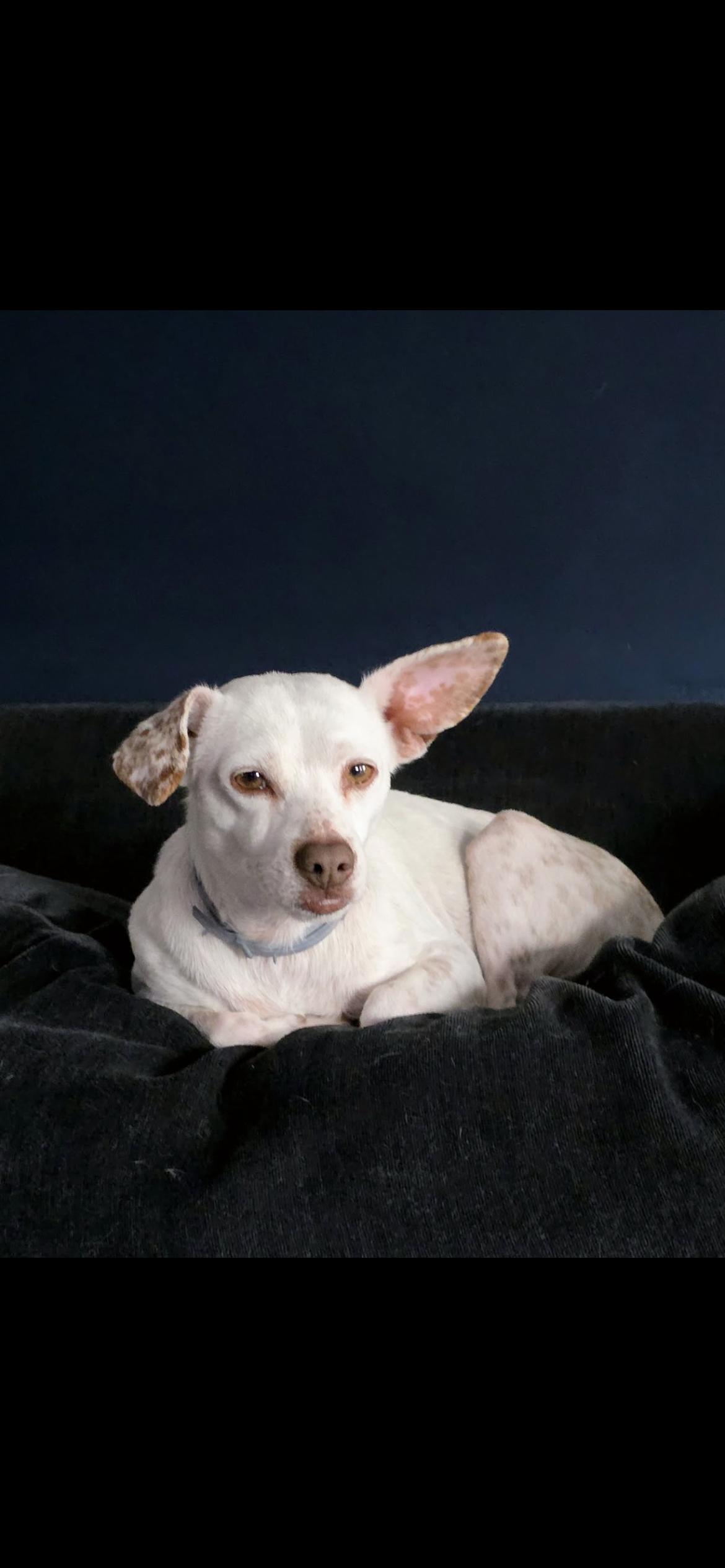 Enlarge Sam, a Adoptable mixed breed in Hamden, CT image 4/6