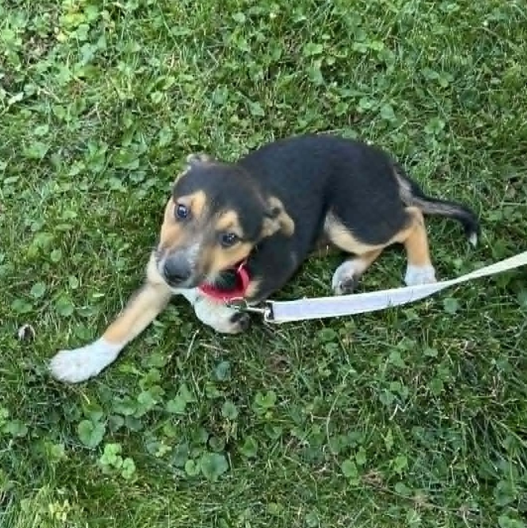 Polly, a ADOPTABLE mixed breed in Watertown, WI image 2/4