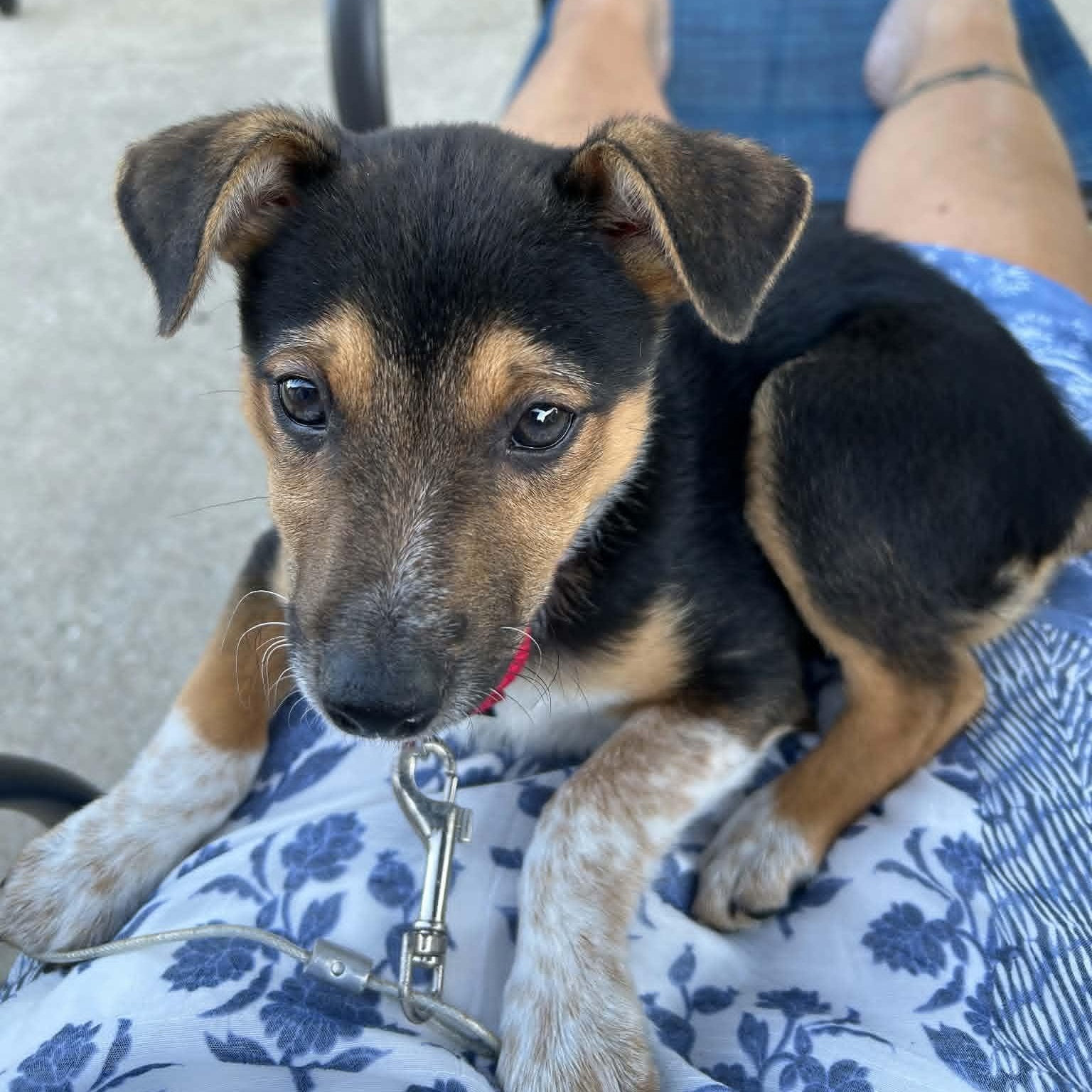 Polly, a ADOPTABLE mixed breed in Watertown, WI image 3/4
