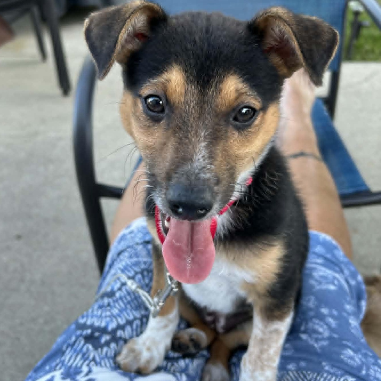 Polly, ADOPTABLE, Puppy Female Australian Cattle Dog / Blue Heeler & Shiba Inu.