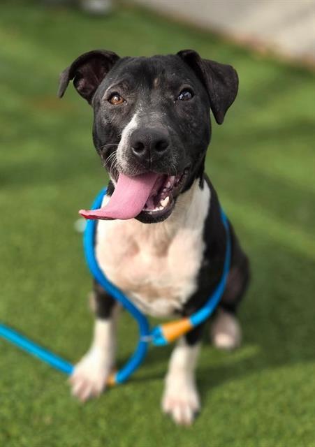 MABEL, Adoptable, Young Female Mixed Breed.