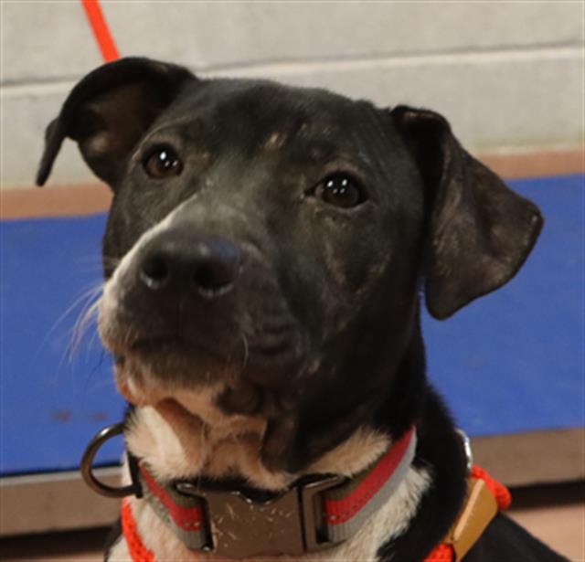 MABEL, Adoptable, Young Female Mixed Breed.