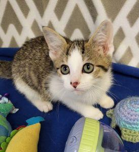 Vinny, ADOPTABLE, Young Male Domestic Short Hair.