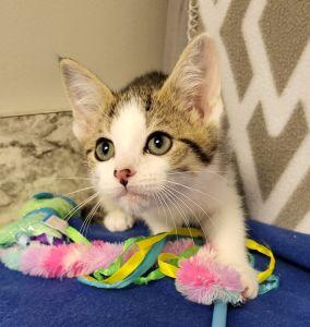 Vinny, a ADOPTABLE Domestic Short Hair in Bucyrus, OH image 2/3