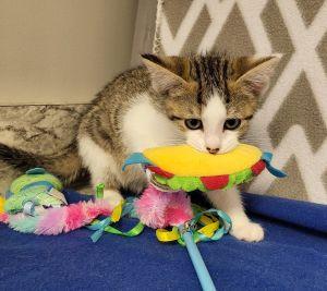 Vinny, a ADOPTABLE Domestic Short Hair in Bucyrus, OH image 3/3